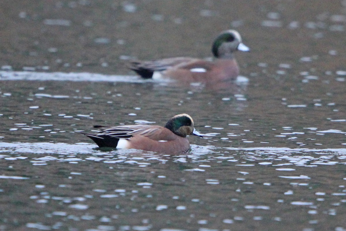American Wigeon - ML646273247