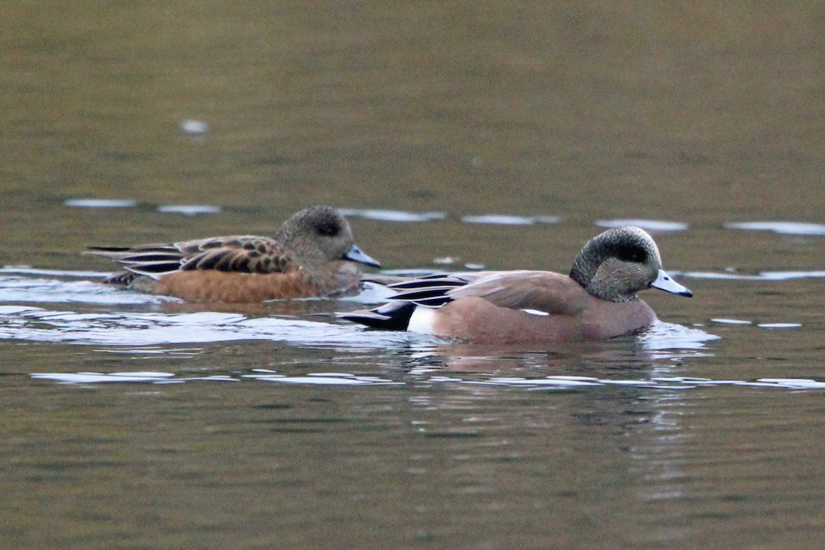 American Wigeon - ML646273248