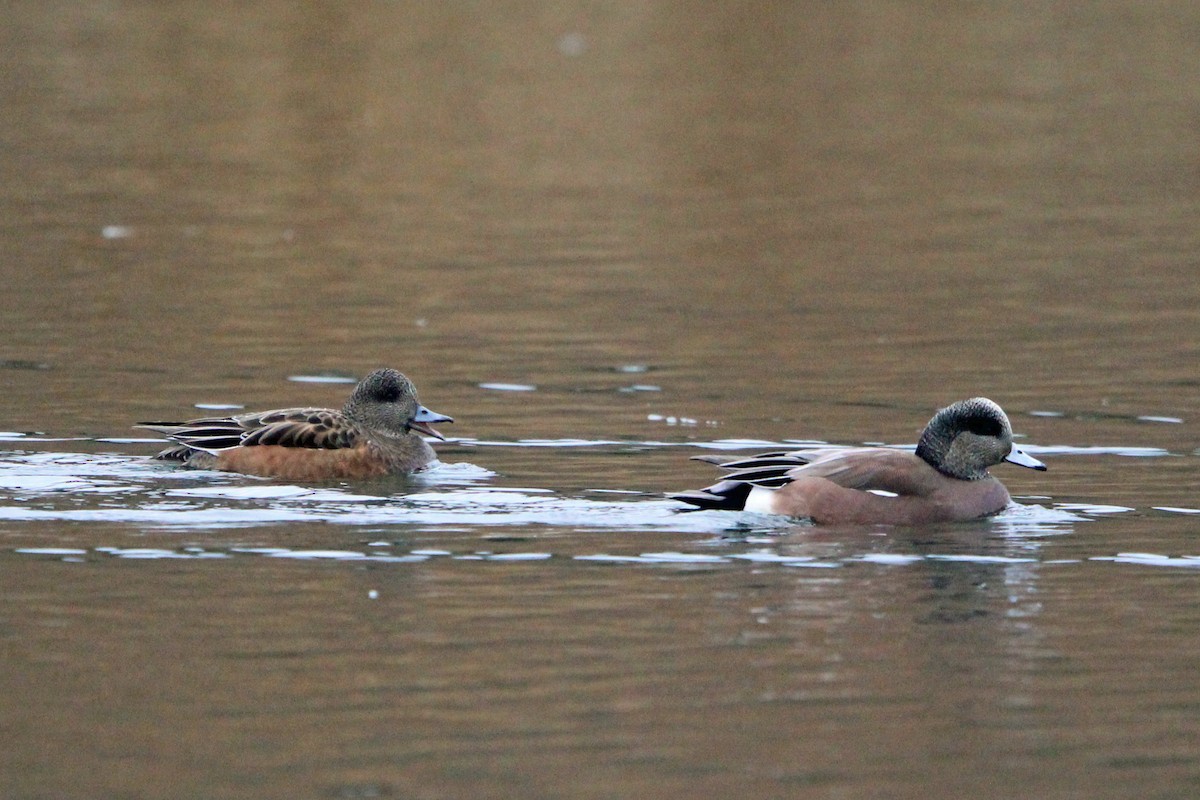 American Wigeon - ML646273249