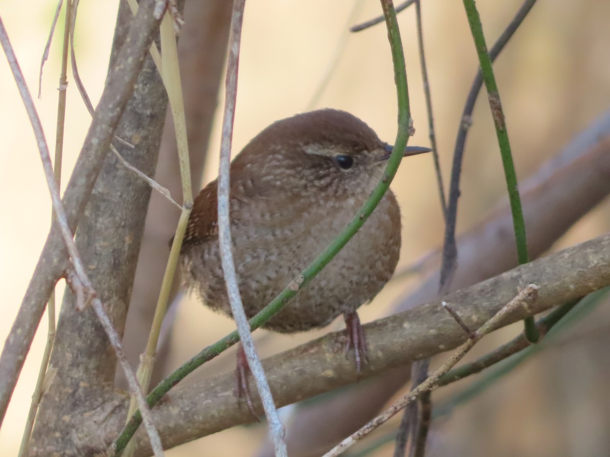 Winter Wren - ML646273250