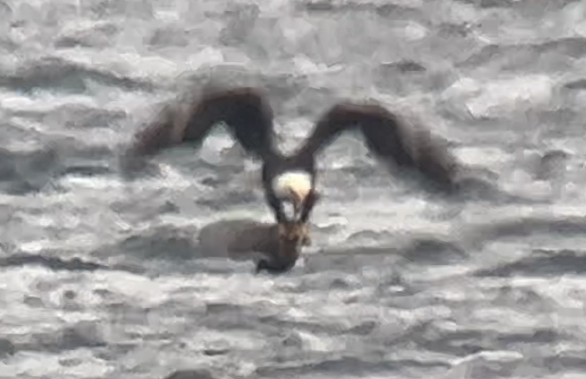 Bald Eagle - ML646273253