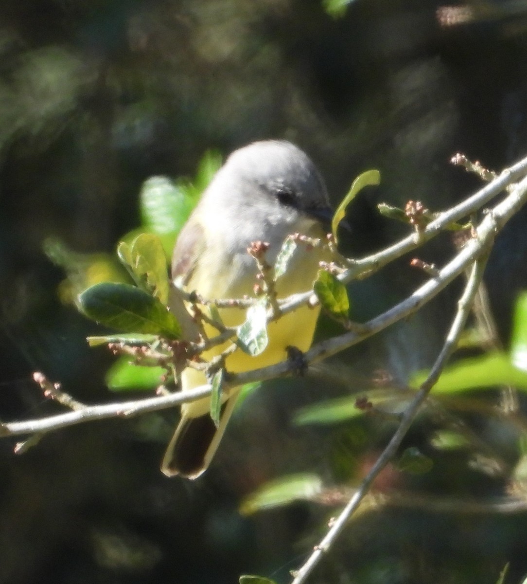 Western Kingbird - ML646273255