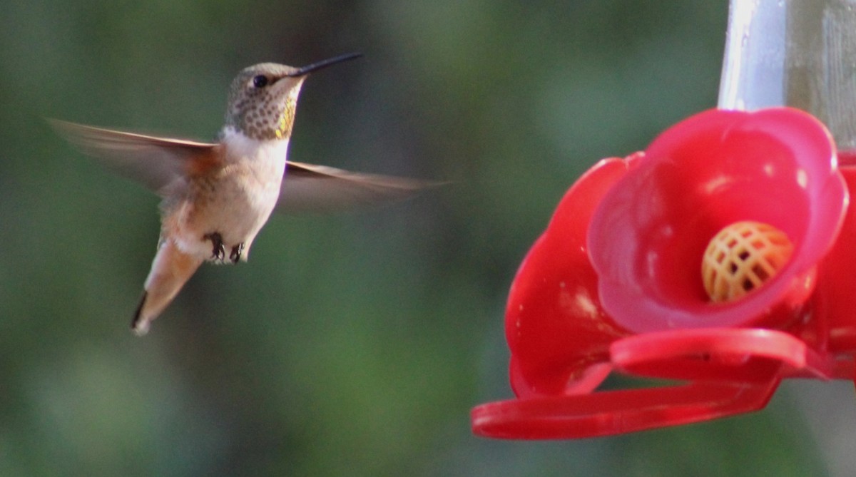 Allen's Hummingbird - ML646273258