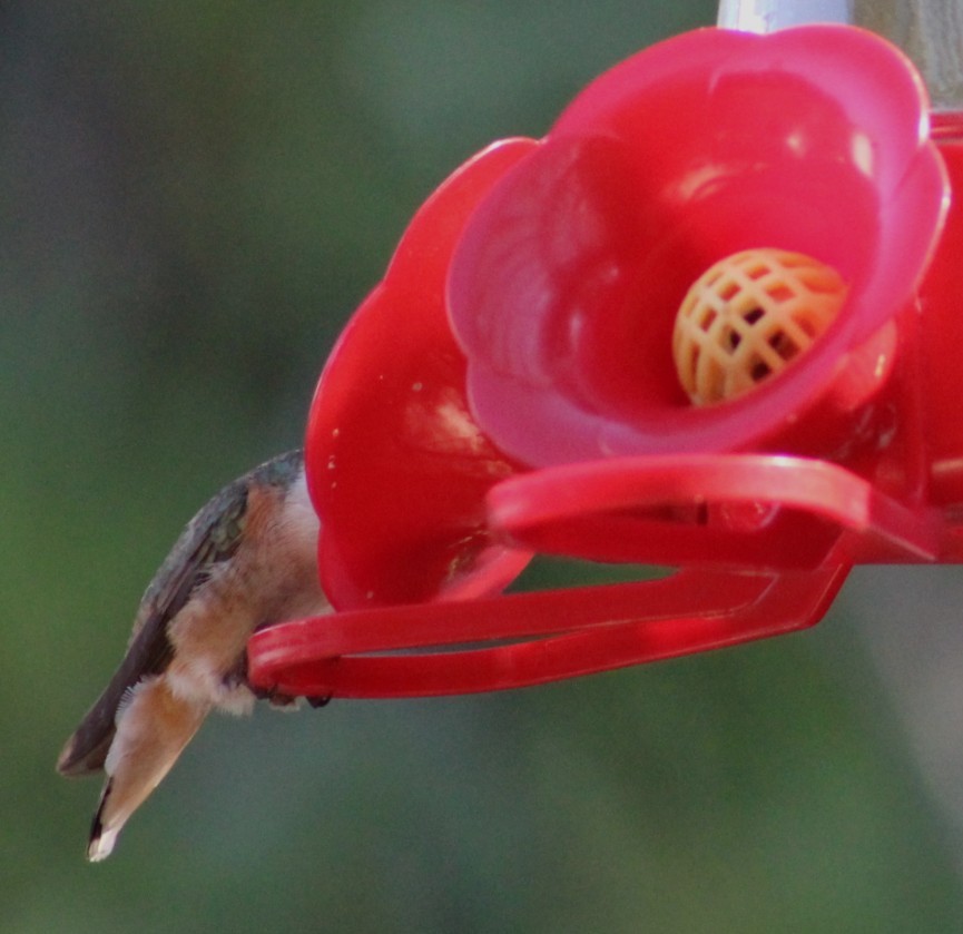 Allen's Hummingbird - ML646273259