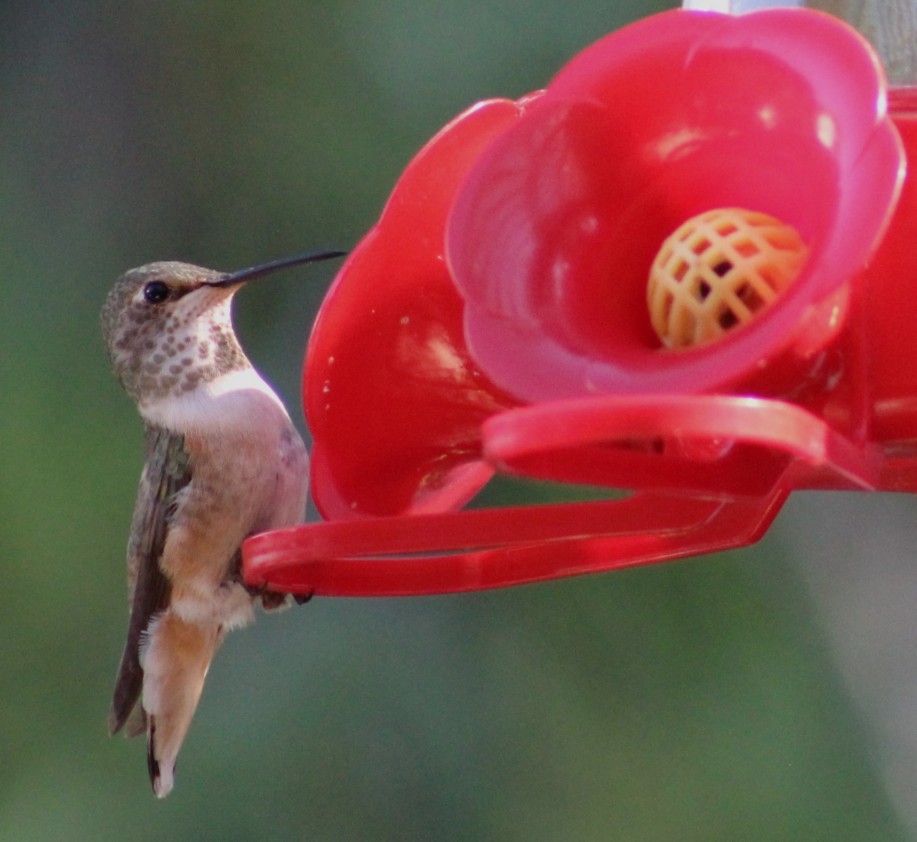 Allen's Hummingbird - ML646273260