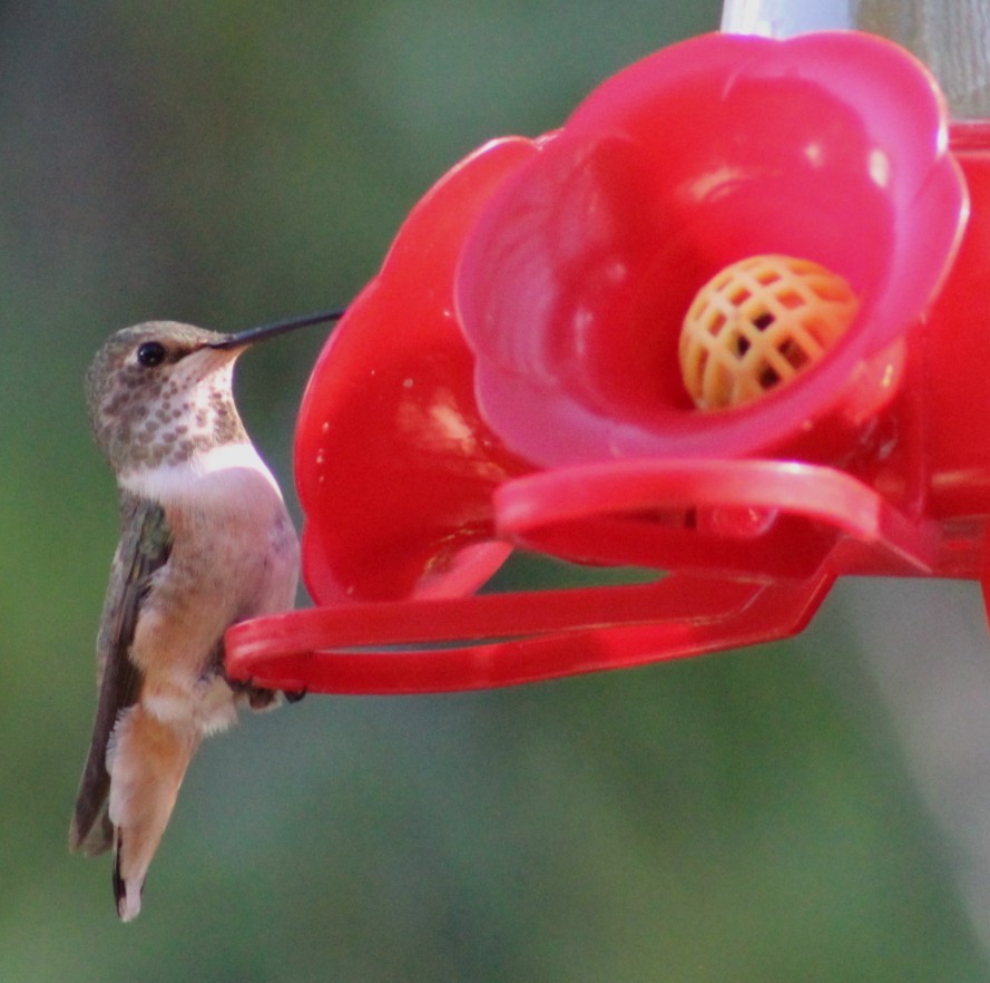 Allen's Hummingbird - ML646273261
