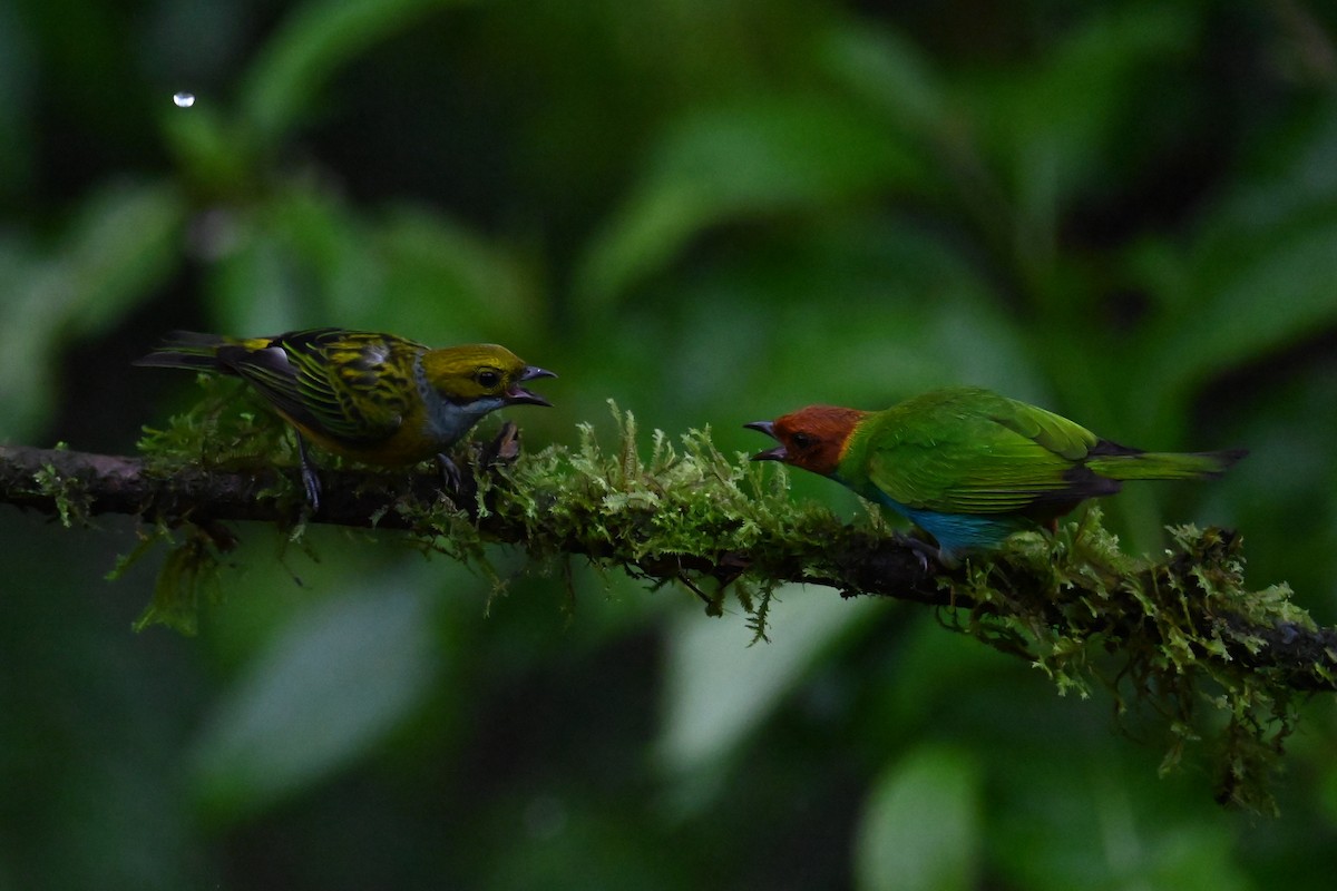 Bay-headed Tanager - ML646273264