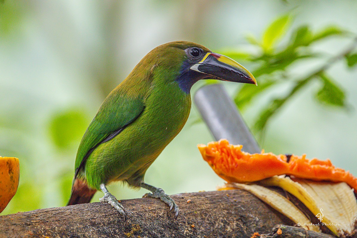 Northern Emerald-Toucanet - ML646273266