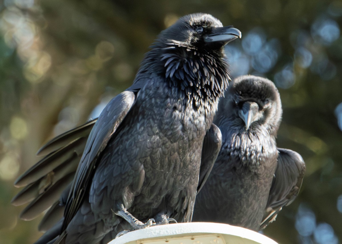 Common Raven - ML646273267