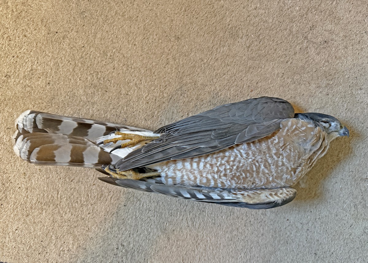 Cooper's Hawk - ML646273268