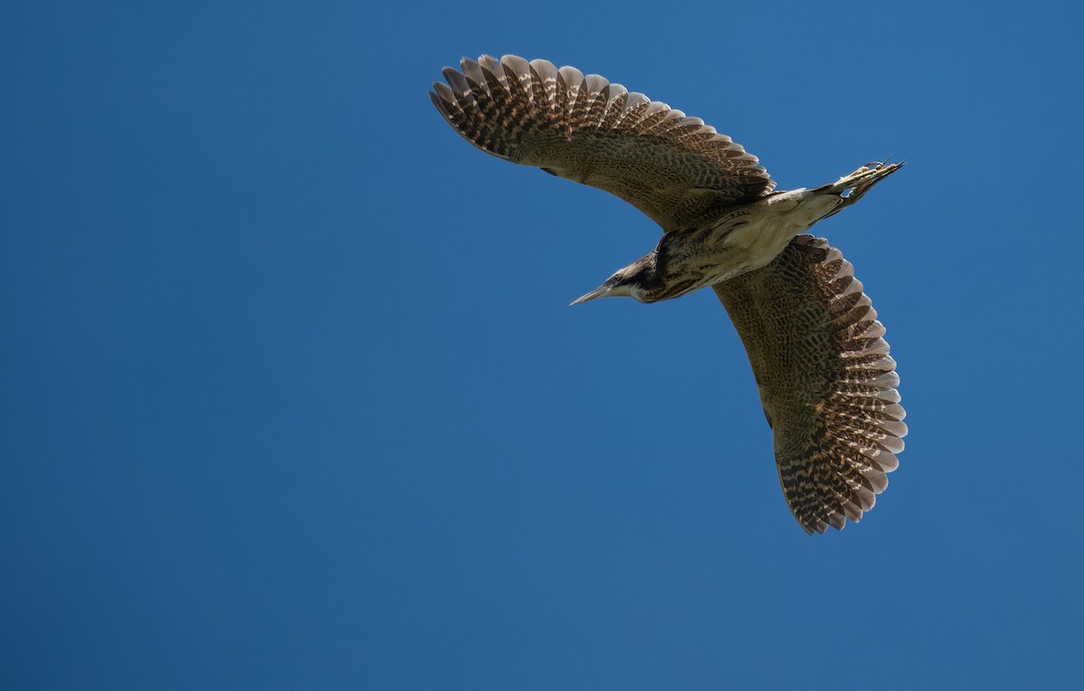 Australasian Bittern - ML646273270
