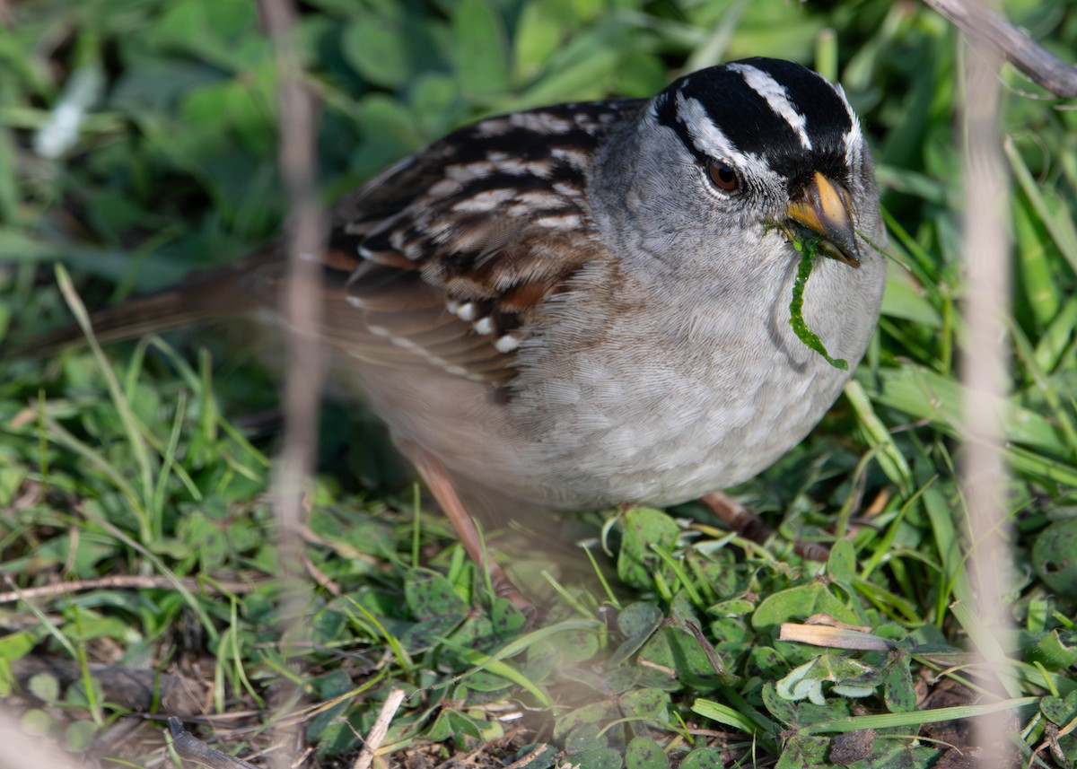 White-crowned Sparrow - ML646273272