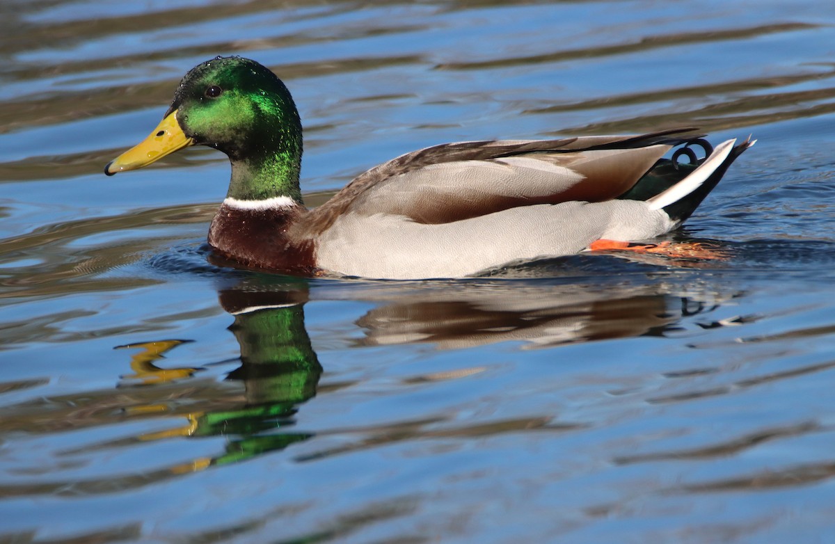 Ánade Azulón - ML646273273