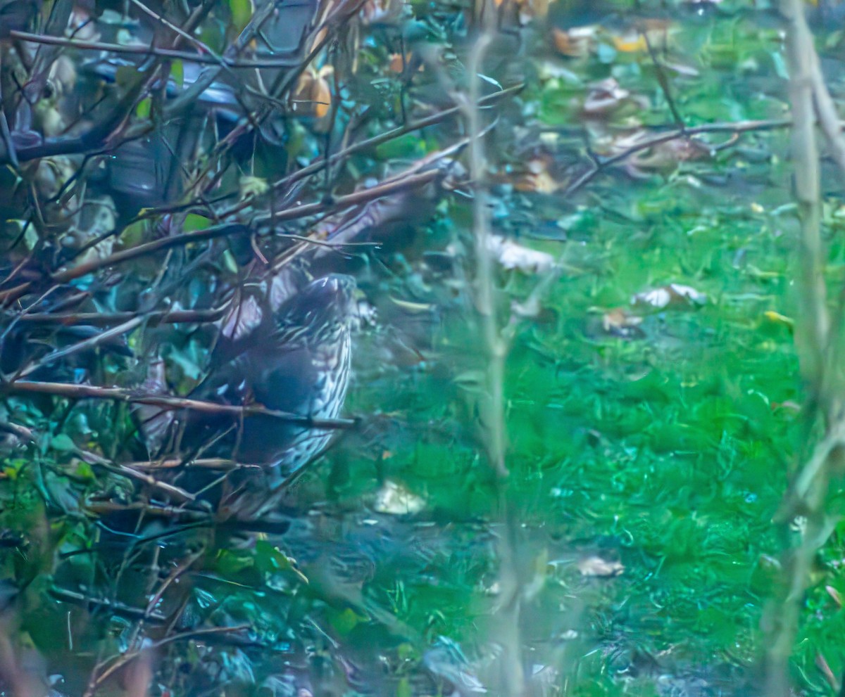 Cooper's Hawk - ML646273275