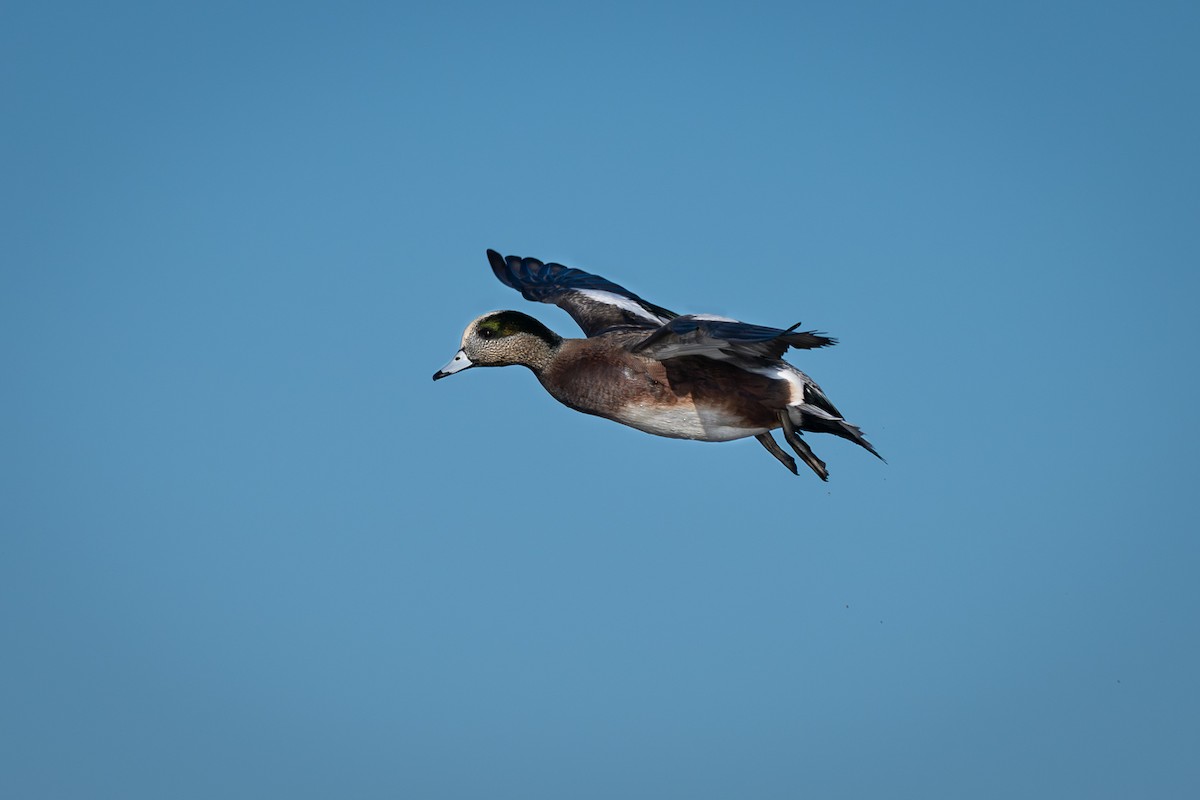 Fischione americano - ML646273276