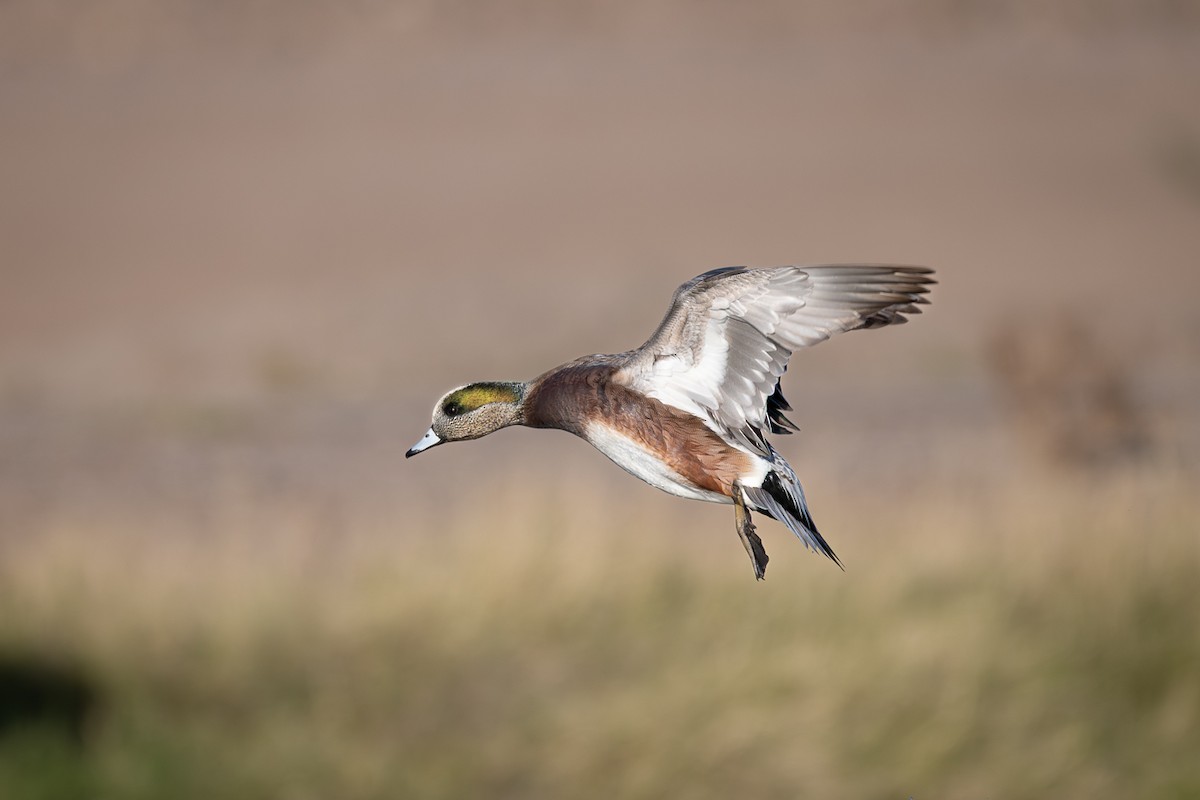 Fischione americano - ML646273278