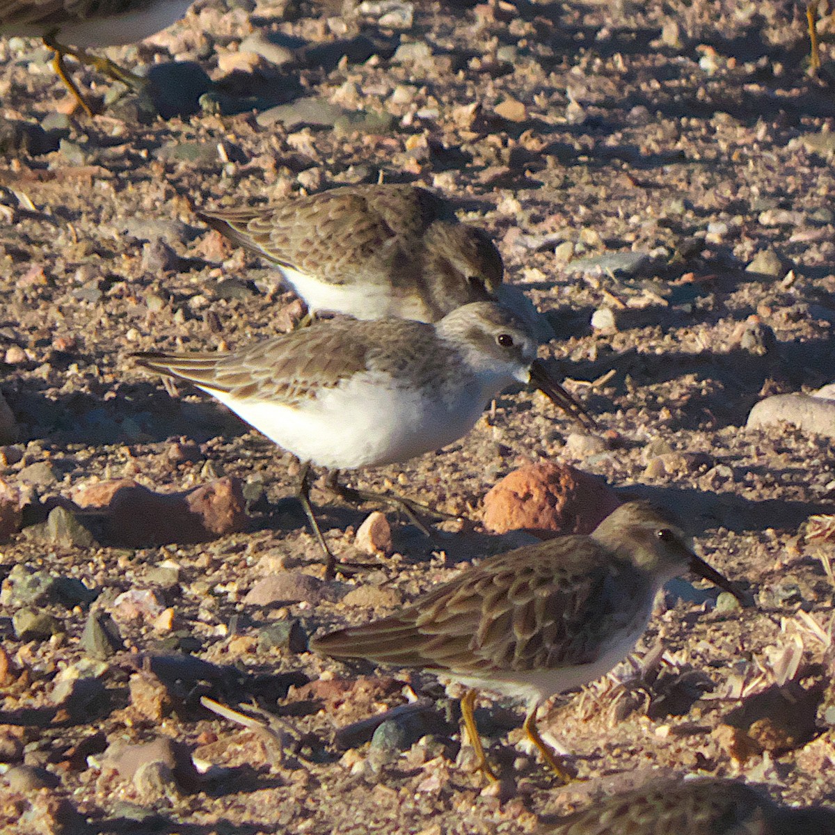 Western Sandpiper - ML646273279