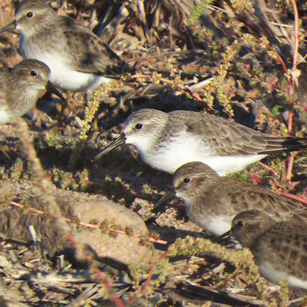 Western Sandpiper - ML646273280