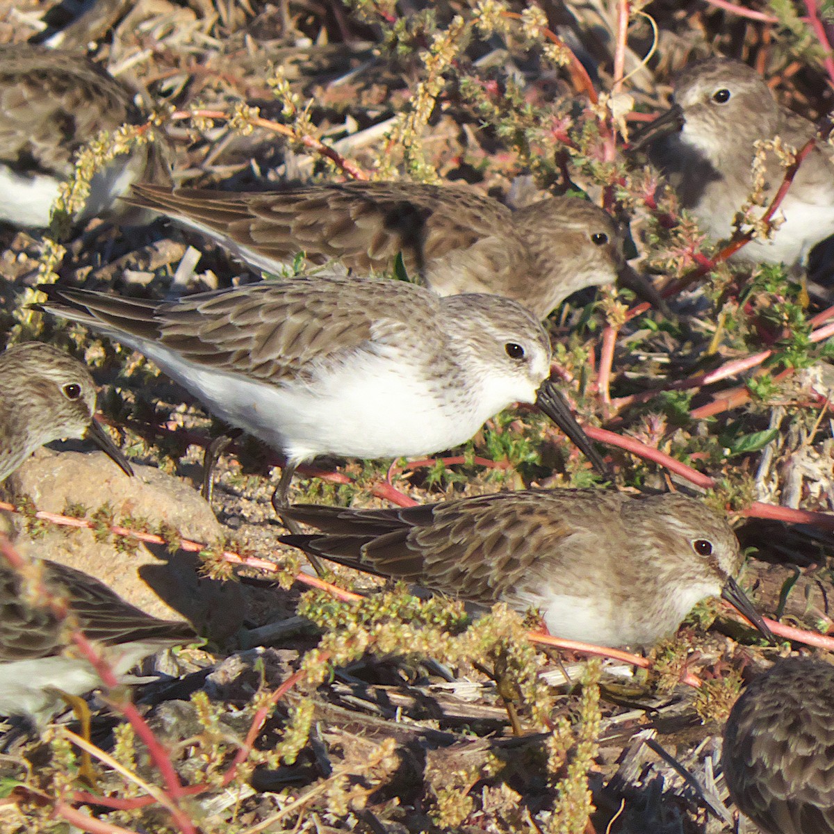 Western Sandpiper - ML646273281