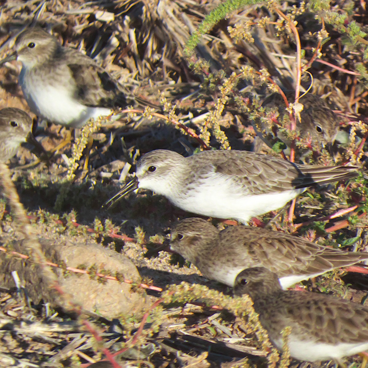 Western Sandpiper - ML646273282