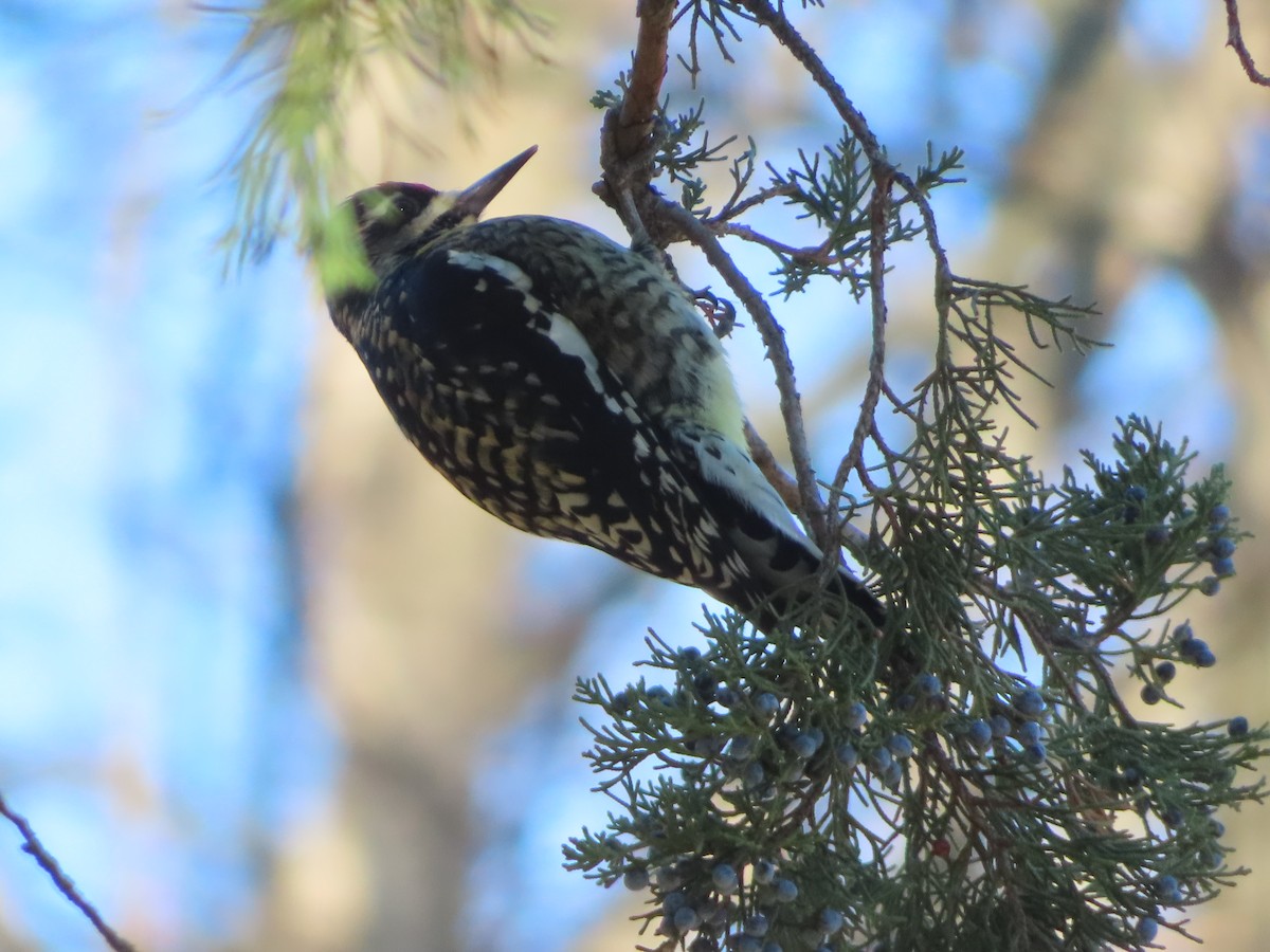 Yellow-bellied Sapsucker - ML646273284