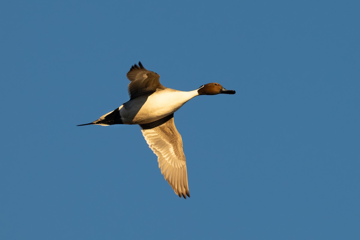 Northern Pintail - ML646273285