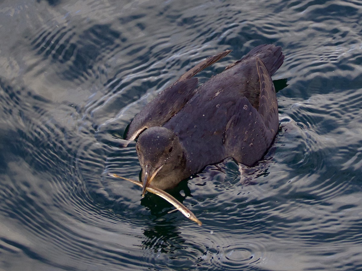 Black Turnstone - ML646273288