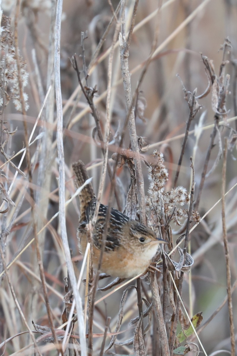 Sedge Wren - ML646273289
