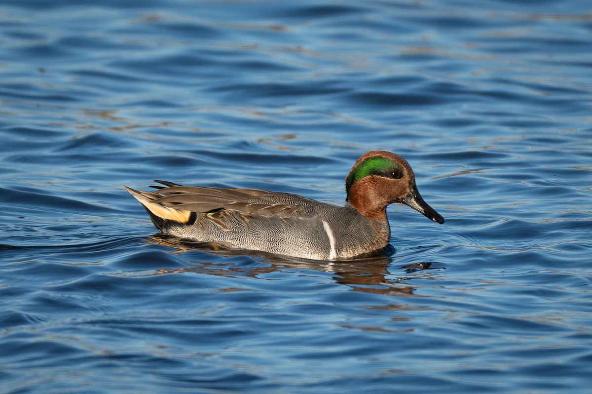 Green-winged Teal (American) - ML646273291