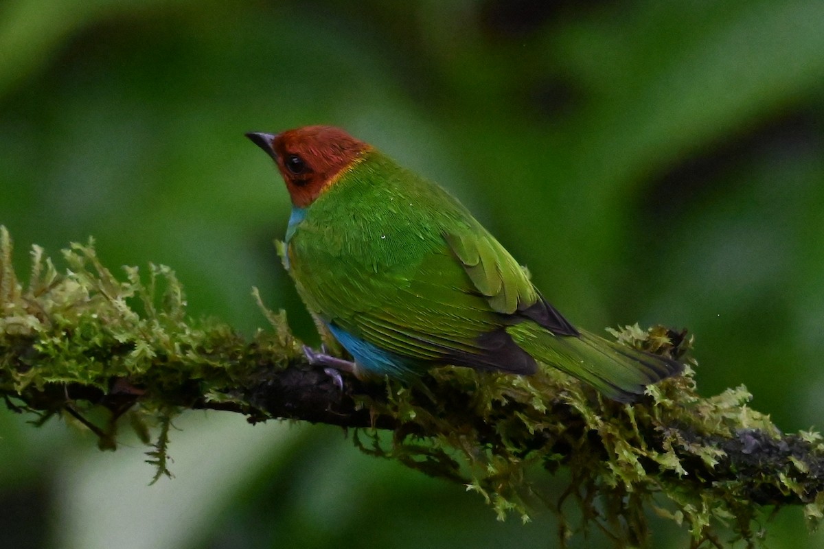 Bay-headed Tanager - ML646273292