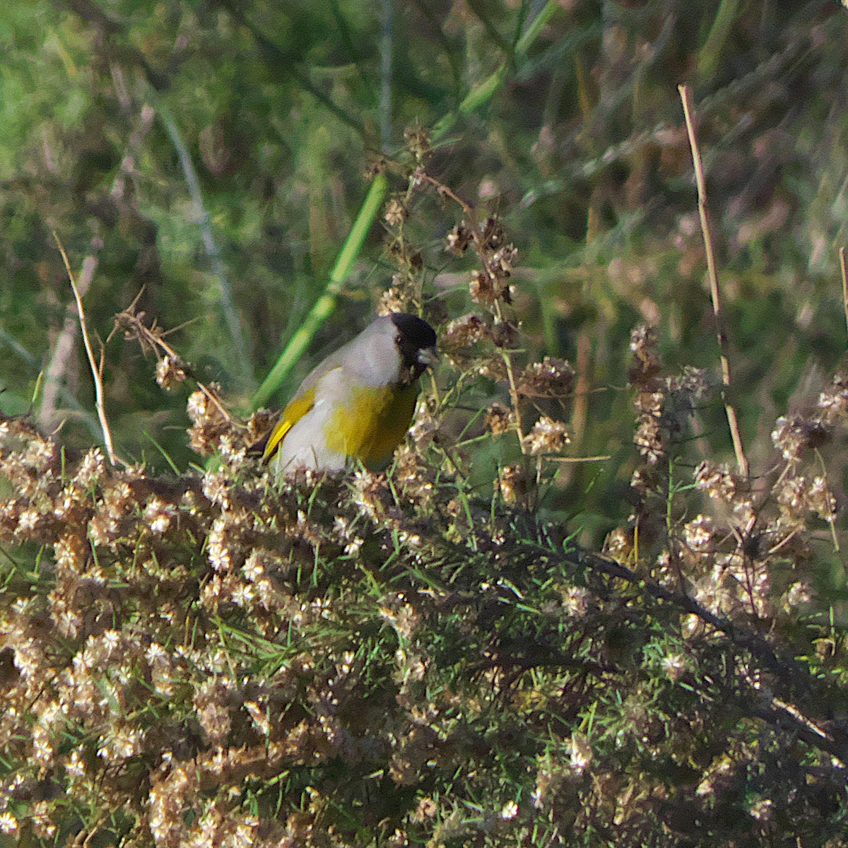 Lawrence's Goldfinch - ML646273294