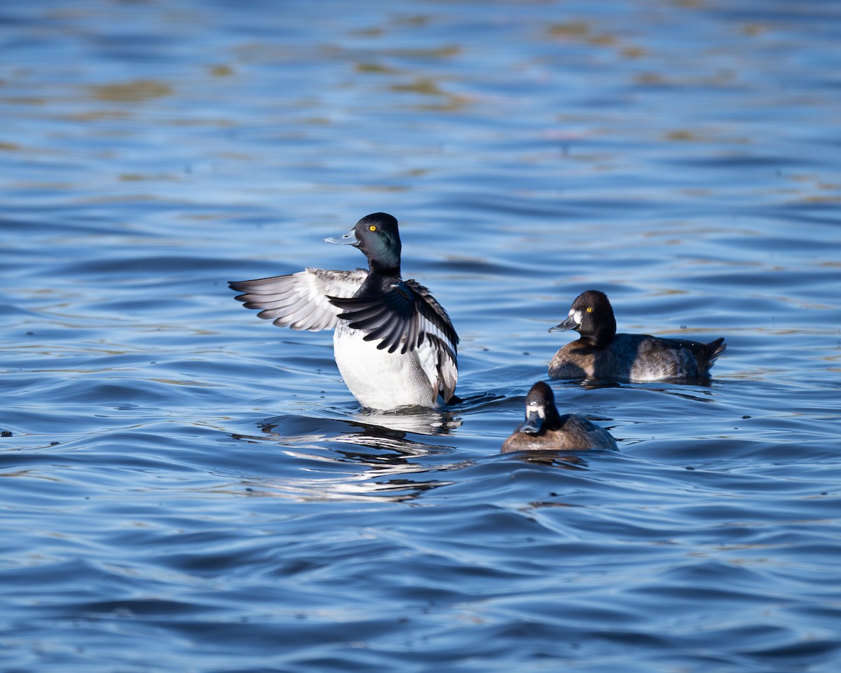 コスズガモ - ML646273296