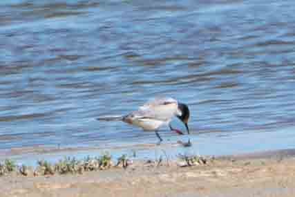 Common Tern - ML646273298