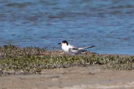 Common Tern - ML646273299
