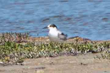 Common Tern - ML646273300