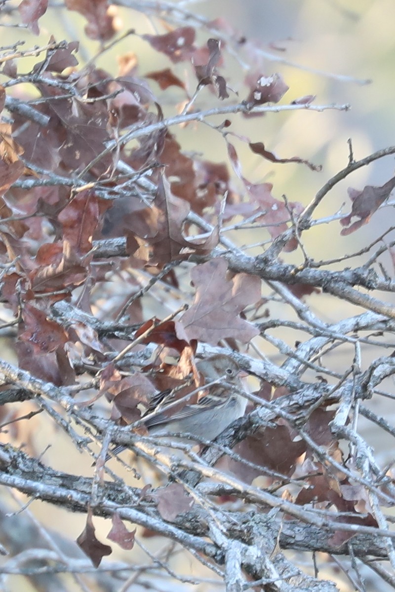 Field Sparrow - ML646273302