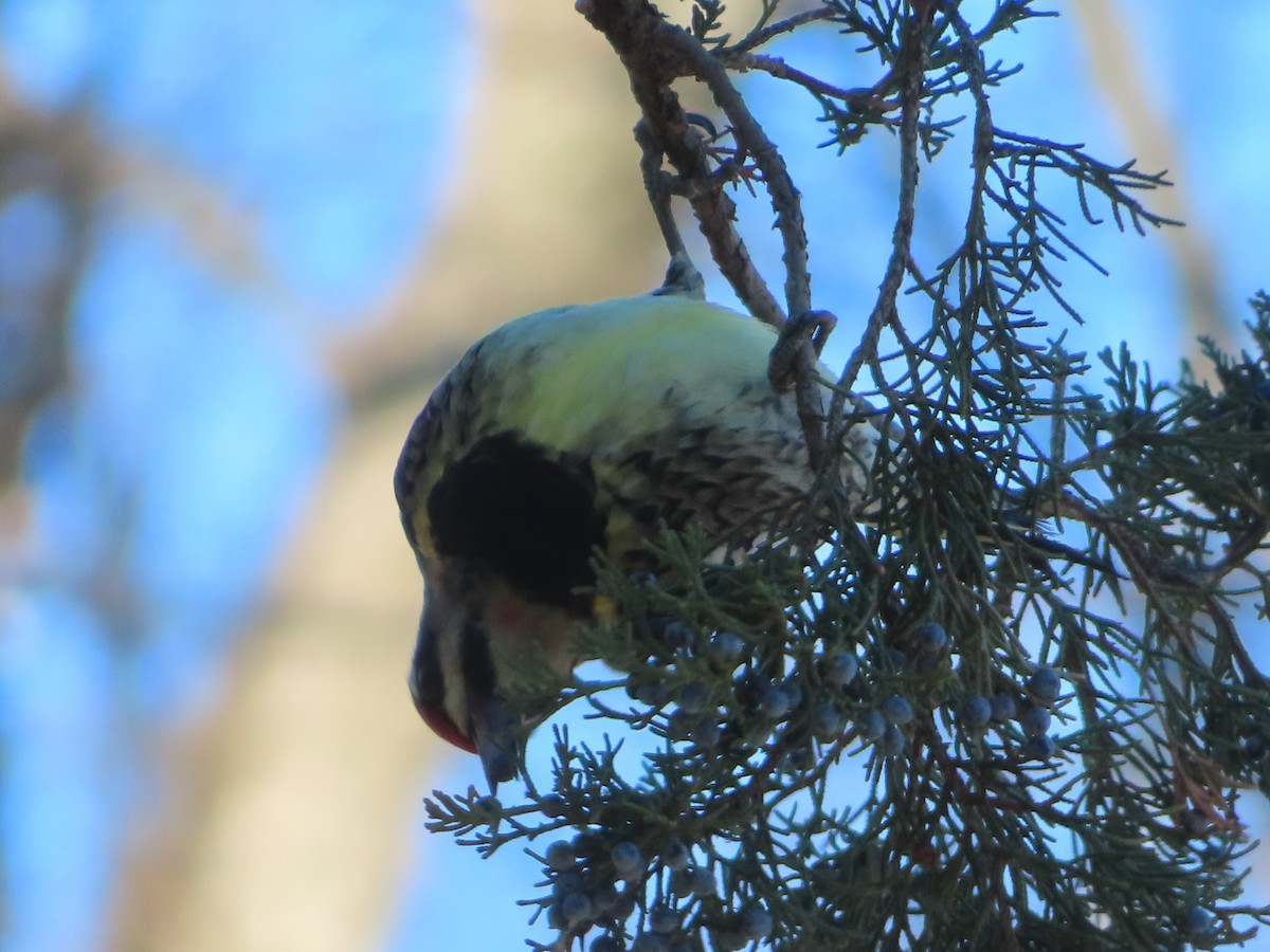 Yellow-bellied Sapsucker - ML646273305