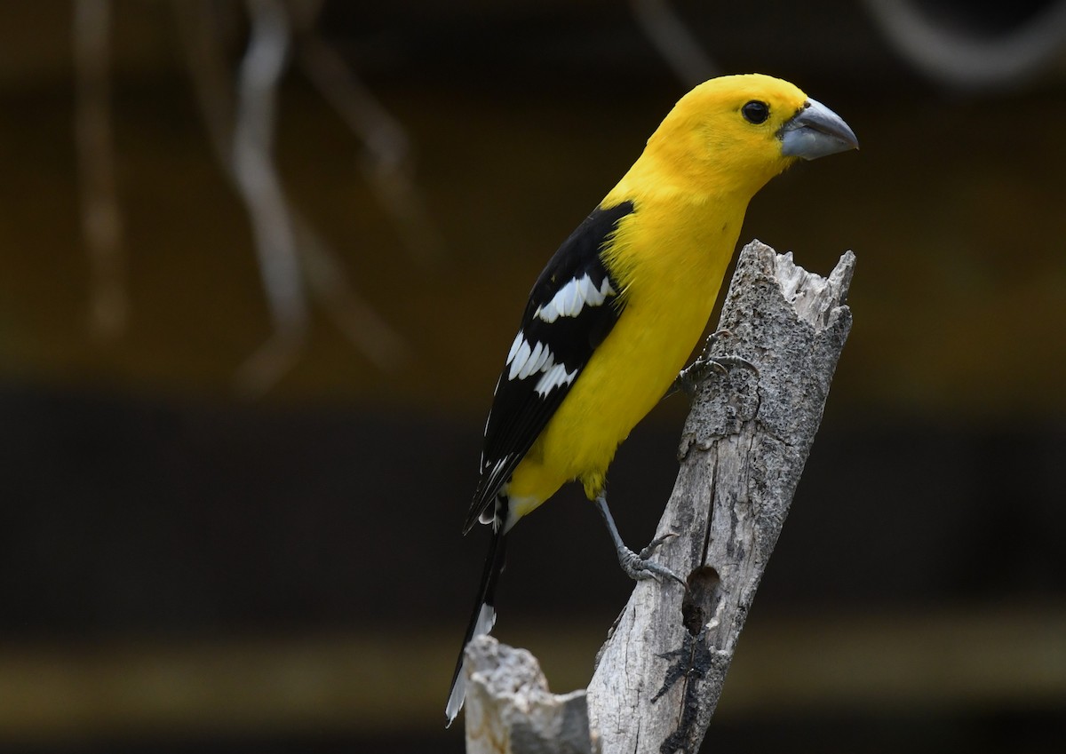 Golden Grosbeak - ML646273306
