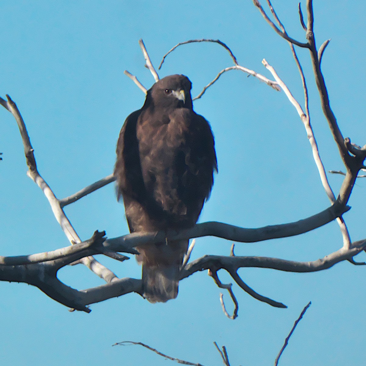 Red-tailed Hawk - ML646273307