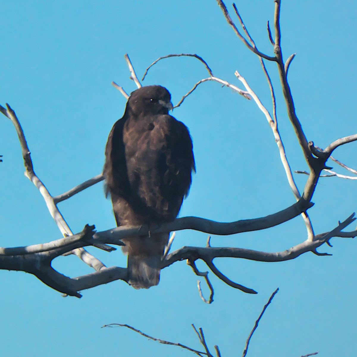 Busardo Colirrojo - ML646273308