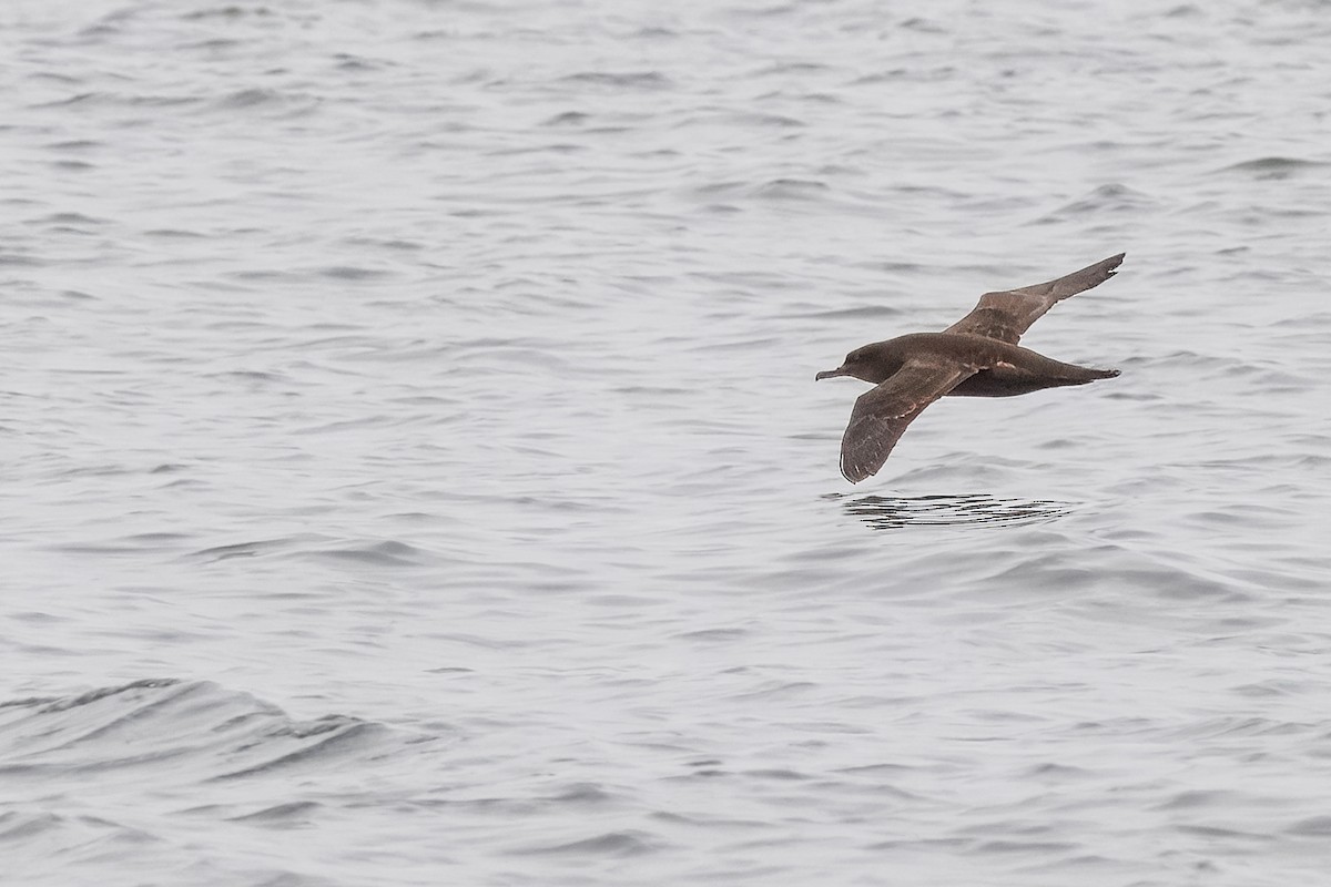 Pardela Sombría - ML646273310