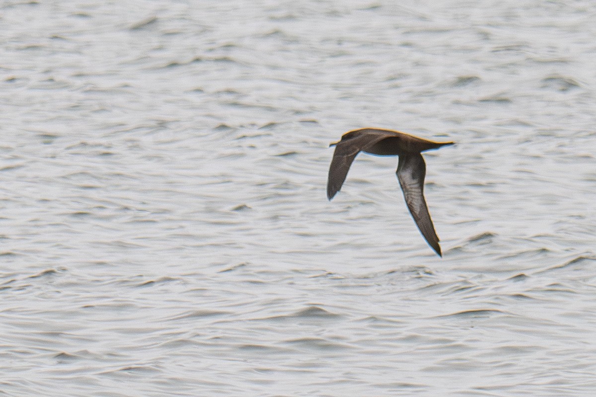 Pardela Sombría - ML646273311