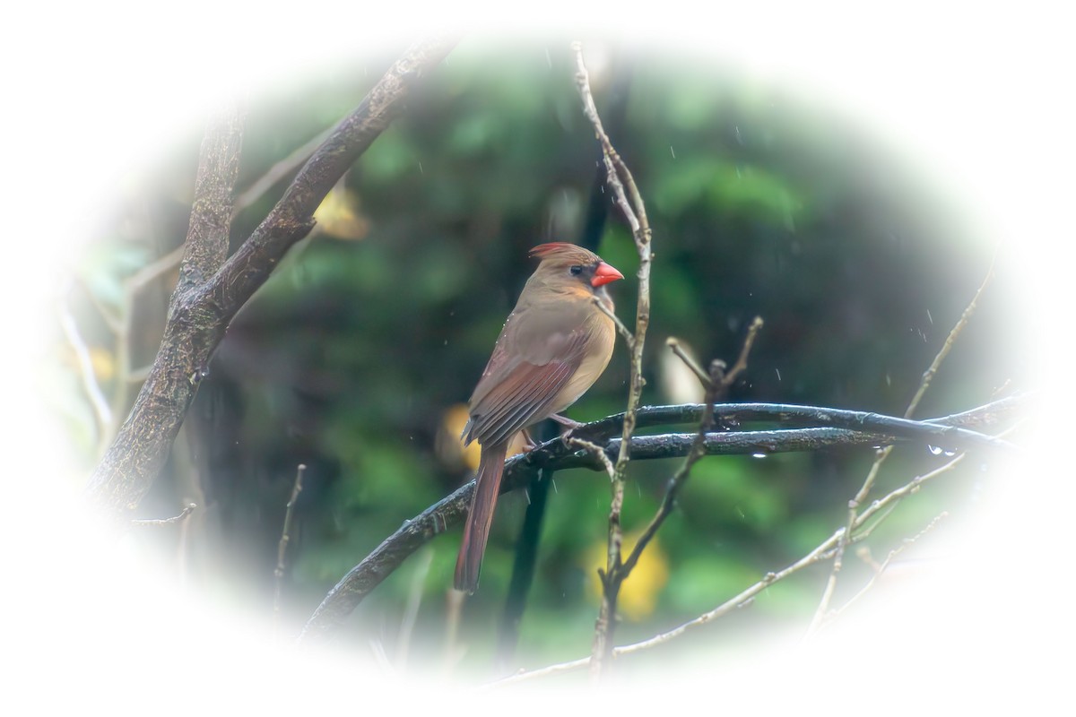 Cardenal Norteño - ML646273312
