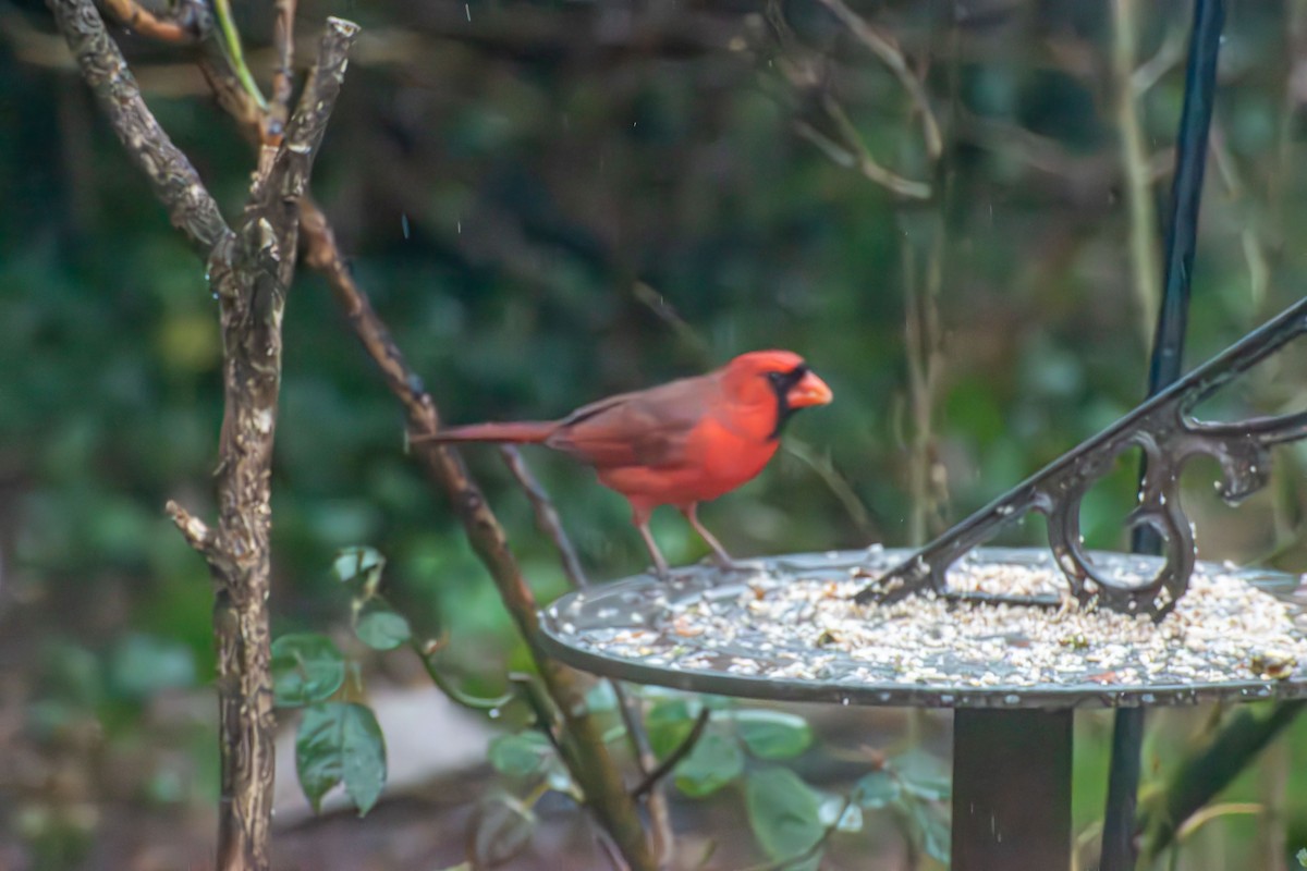 Cardenal Norteño - ML646273313