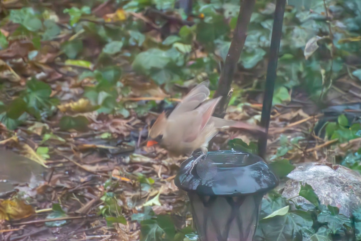 Cardenal Norteño - ML646273314