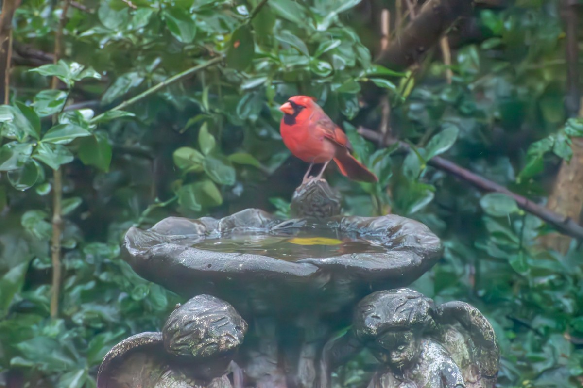 Cardenal Norteño - ML646273315