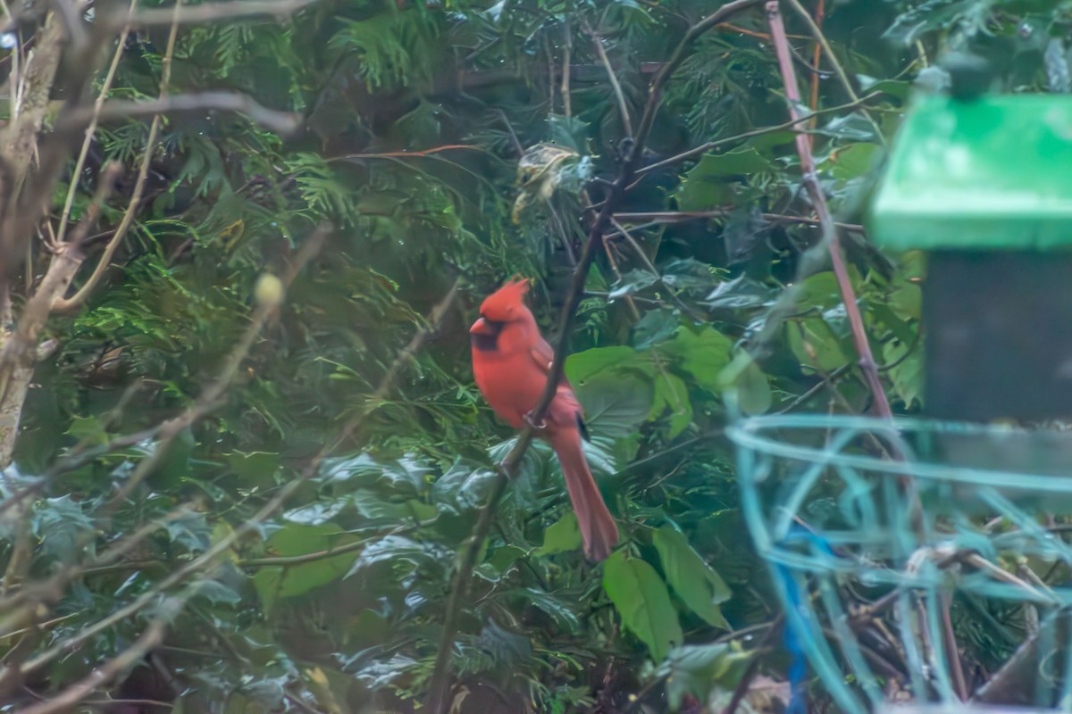 Cardenal Norteño - ML646273316