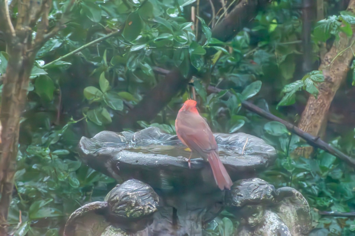 Cardenal Norteño - ML646273317