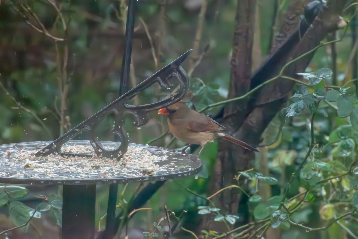 Cardenal Norteño - ML646273318