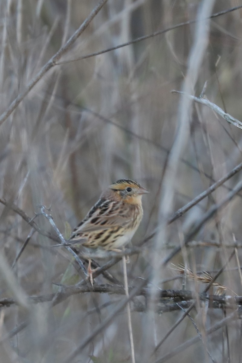 Chingolo de Le Conte - ML646273319